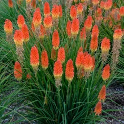 Pyromania™ 'Backdraft' Red Hot Poker -Naty Plants Shop Kniphofia Backdraft 3 P