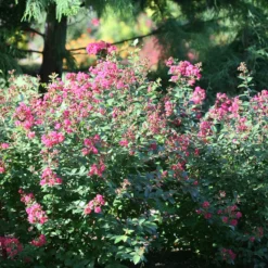 Infinitini® Magenta Crapemyrtle -Naty Plants Shop Lagerstroemia Infinitini Magenta 3 P