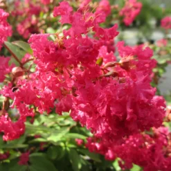 Infinitini Watermelon® Crapemyrtle