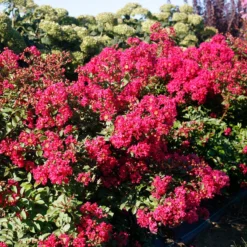 Infinitini Watermelon® Crapemyrtle -Naty Plants Shop Lagerstroemia Infinitini Watermelon 3 P