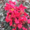 Rikki Tikki® Rouge Crapemyrtle