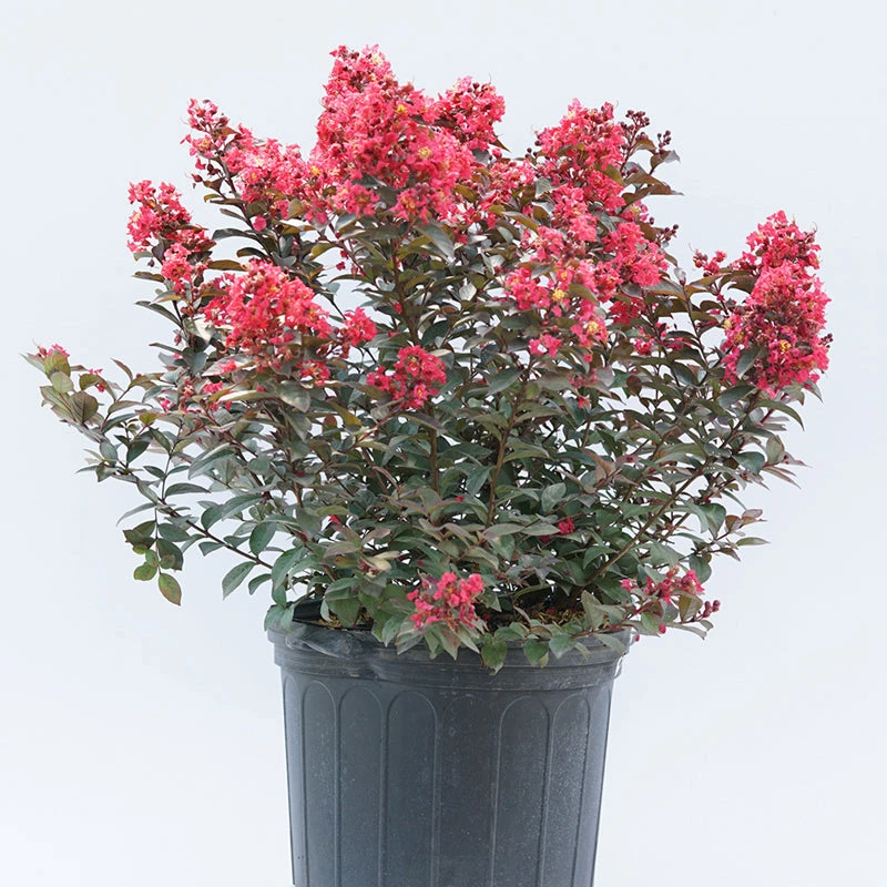 Rikki Tikki® Rouge Crapemyrtle 2 Rikki Tikki® Rouge Crapemyrtle - Image 2