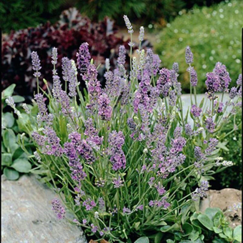 'Ellagance Sky' Lavender 1 'Ellagance Sky' Lavender