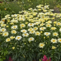 Amazing Daisies® 'Banana Cream' Shasta -Naty Plants Shop Leucanthemum Banana Cream 2 P 70ca4ab5 25ef 449f 9d4d 1238edb1ed89 sw