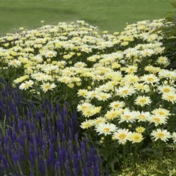 Amazing Daisies® 'Banana Cream' Shasta -Naty Plants Shop Leucanthemum Banana Cream 3 P 2b9bf5b7 58a6 4268 b2df 820fd2810532 sw
