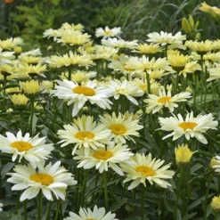Amazing Daisies® 'Banana Cream' Shasta