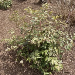 Paisley Pup™ Doghobble 10 Paisley Pup™ Doghobble -Naty Plants Shop Leucothoe Paisley Pup IMG 9190