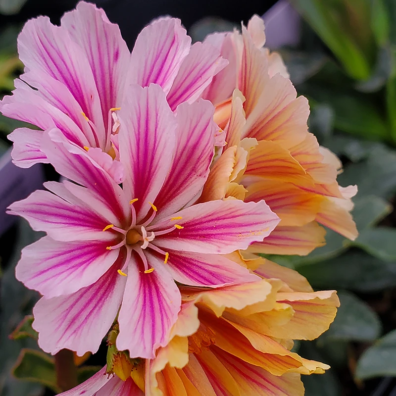 'Little Plum' Lewisia 2 'Little Plum' Lewisia - Image 2