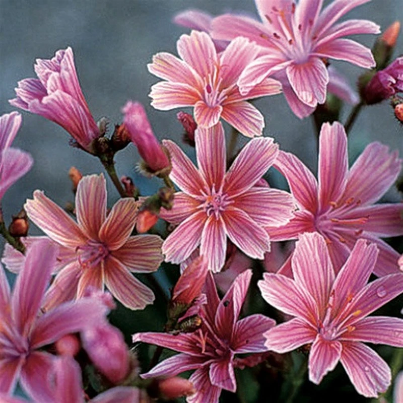 'Little Plum' Lewisia 1 'Little Plum' Lewisia