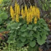 'Bottle Rocket' Ligularia