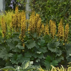 'Bottle Rocket' Ligularia -Naty Plants Shop Ligularia Bottle Rocket 3 P sw