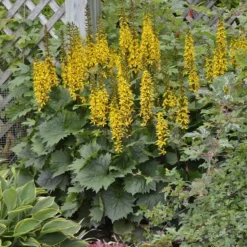 'Bottle Rocket' Ligularia -Naty Plants Shop Ligularia Bottle Rocket 4 P sw
