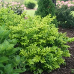 Golden Ticket® Privet -Naty Plants Shop Ligustrum Golden Ticket 3