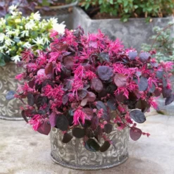 Jazz Hands Bold® Chinese Fringe-Flower -Naty Plants Shop Loropetalum Jazz Hands Bold 3
