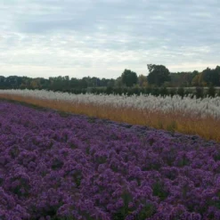 Purple Eulalia -Naty Plants Shop MISPU1Q 3 sw