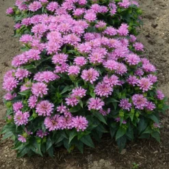 'Pardon My Lavender' Bee Balm -Naty Plants Shop Monarda Pardon My Lavender 3 P