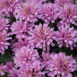 'Pardon My Lavender' Bee Balm -Naty Plants Shop Monarda Pardon My Lavender 4 P