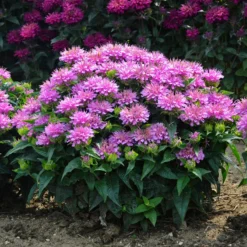 'Pardon My Lavender' Bee Balm -Naty Plants Shop Monarda Pardon My Lavender 5 P