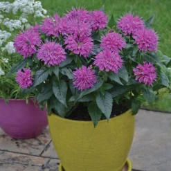 'Pardon My Purple' Bee Balm -Naty Plants Shop Monarda Pardon My Purple 1 P