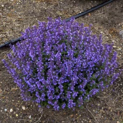 'Cat's Pajamas' Catmint -Naty Plants Shop Nepeta Cats Pajamas 5 P sw