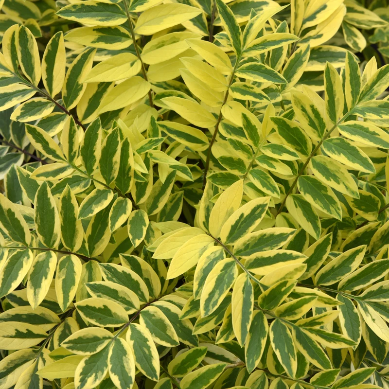 'Golden Feathers' Jacob's Ladder 2 'Golden Feathers' Jacob's Ladder - Image 2