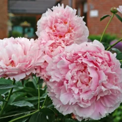 'Sarah Bernhardt' Peony -Naty Plants Shop PaeoniaSarahBernhardt 080607gbv009