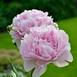 'Sarah Bernhardt' Peony -Naty Plants Shop PaeoniaSarahBernhardt 130620cre002