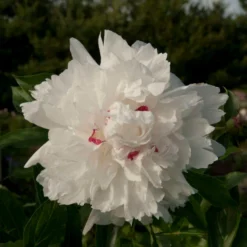 'Festiva Maxima' Peony -Naty Plants Shop Paeonia FestivaMaxima 1