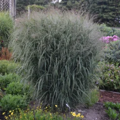 Prairie Winds® 'Apache Rose' Switchgrass -Naty Plants Shop Panicum Apache Rose 2 P