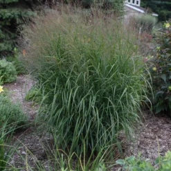 Prairie Winds® 'Apache Rose' Switchgrass -Naty Plants Shop Panicum Apache Rose 4 P