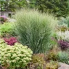 Prairie Winds® 'Totem Pole' Switchgrass
