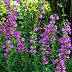 Cha Cha™ ‘Lavender’ Beardtongue -Naty Plants Shop Penstemon Cha Cha Lavender 4