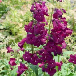 Cha Cha™ 'Purple' Beardtongue -Naty Plants Shop Penstemon Cha Cha Purple 6