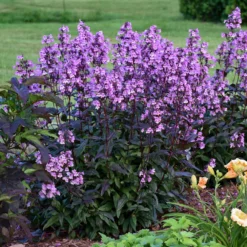 'Midnight Masquerade' Beardtongue -Naty Plants Shop Penstemon Midnight Masquerade 3 P