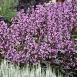 'Midnight Masquerade' Beardtongue -Naty Plants Shop Penstemon Midnight Masquerade 4 P