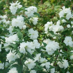 Illuminati Arch® Mock Orange