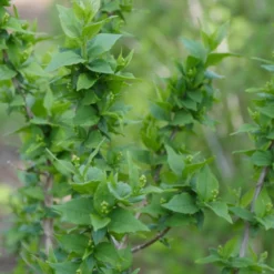 Illuminati Arch® Mock Orange -Naty Plants Shop Philadelphus Illuminati Arch 3