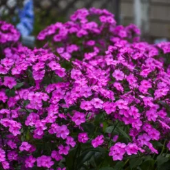 'Cloudburst' Tall Cushion Phlox