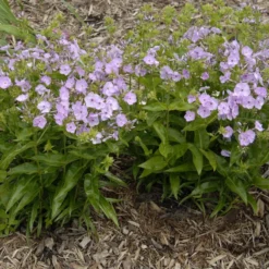 'Opening Act Blush' Hybrid Phlox -Naty Plants Shop Phlox Opening Act Blush 1
