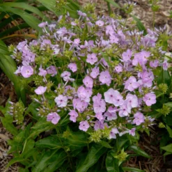'Opening Act Blush' Hybrid Phlox -Naty Plants Shop Phlox Opening Act Blush 2