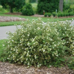 Happy Face® White Potentilla -Naty Plants Shop Potentilla Happy Face White 3 P sw