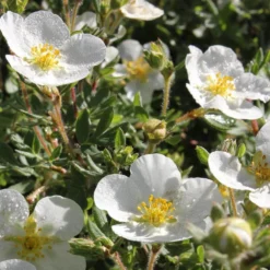 Happy Face® White Potentilla -Naty Plants Shop Potentilla Happy Face White 4 P sw