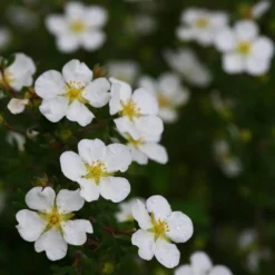 Happy Face® White Potentilla -Naty Plants Shop Potentilla Happy Face White 5 P sw
