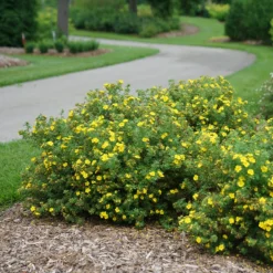 Happy Face® Yellow Potentilla -Naty Plants Shop Potentilla Happy Face Yellow 3 P