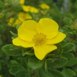 Happy Face® Yellow Potentilla -Naty Plants Shop Potentilla Happy Face Yellow 5 P