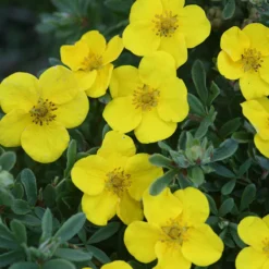 Happy Face® Yellow Potentilla -Naty Plants Shop Potentilla Happy Face Yellow 6 P
