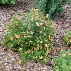Happy Face® Orange Potentilla -Naty Plants Shop Potentilla Happy Face Orange P1237255