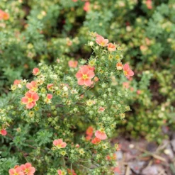 Happy Face® Orange Potentilla -Naty Plants Shop Potentilla Happy Face Orange P1239060