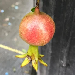 Peppy Le Pom™ Pomegranate -Naty Plants Shop Punica Peppy Le Pom 3 L