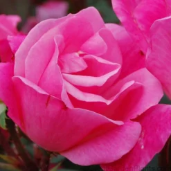 Pink Knock Out® Rose -Naty Plants Shop ROSPK2Q 3